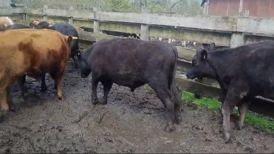 Lote 15 Novillo Engorda en Mariquina, XIV Región Los Ríos