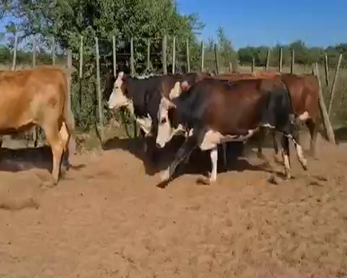 Lote 39 Novillos en Esquina, Corrientes