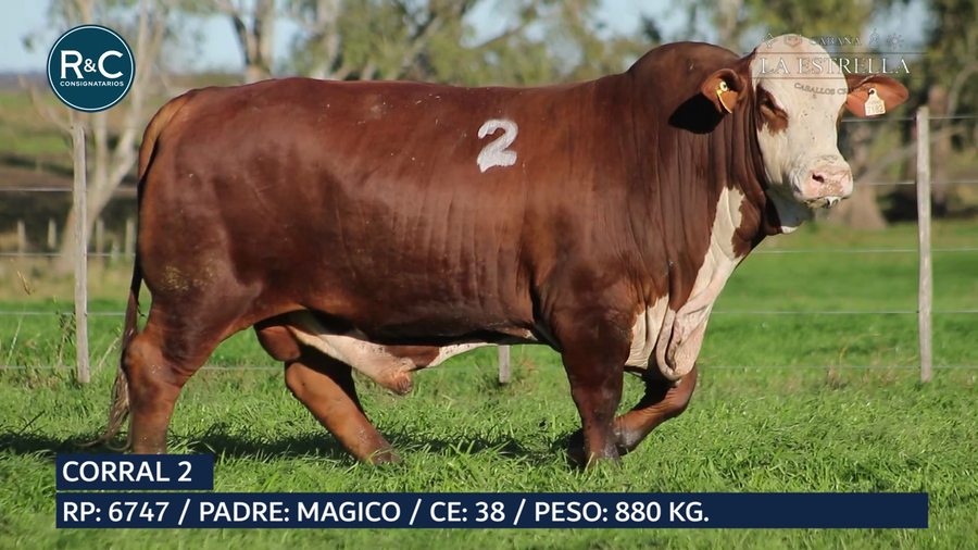 Lote Toro Braford