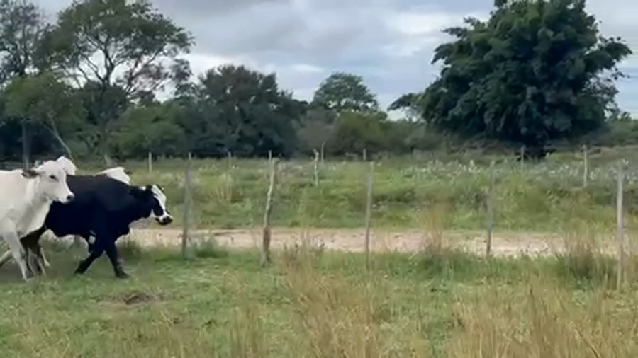 Lote 50 Novillitos y vaquillonas en Goya, Corrientes