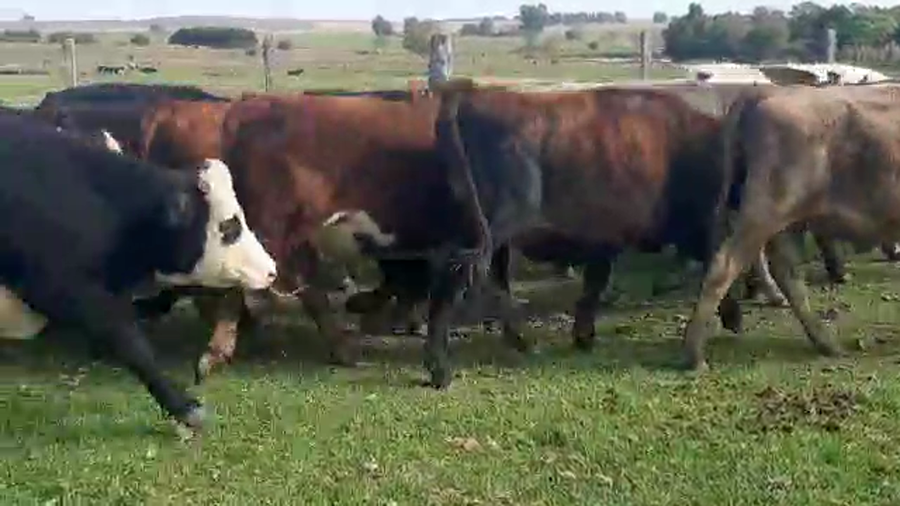 Lote (Vendido)17 Novillos HEREFORD NORMANDO Y ANGUS a remate en Pantalla Camy Mayo - Desde La Cuenca 360kg - , San José