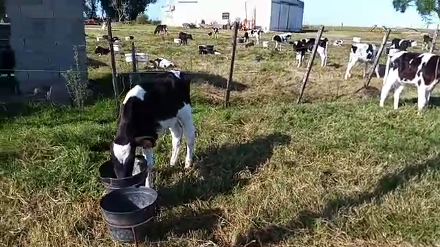 Lote 5 Terneros HOLANDO a remate en Pantalla Camy Mayo - Desde La Cuenca 50kg - , San José