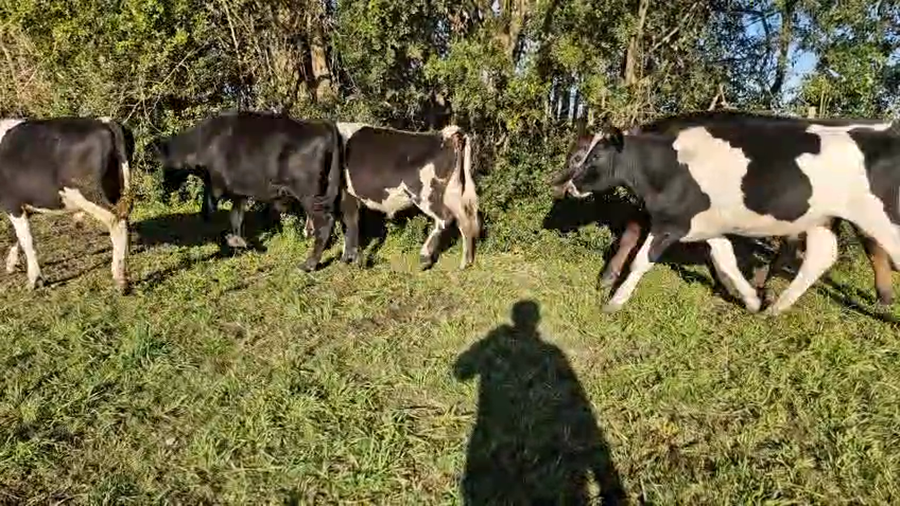 Lote 10 Novillos a remate en Pantalla Aniversario - Escritorio Camy, San José