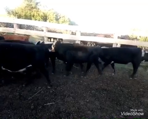 Lote Terneros/as en Chascomús, Buenos Aires