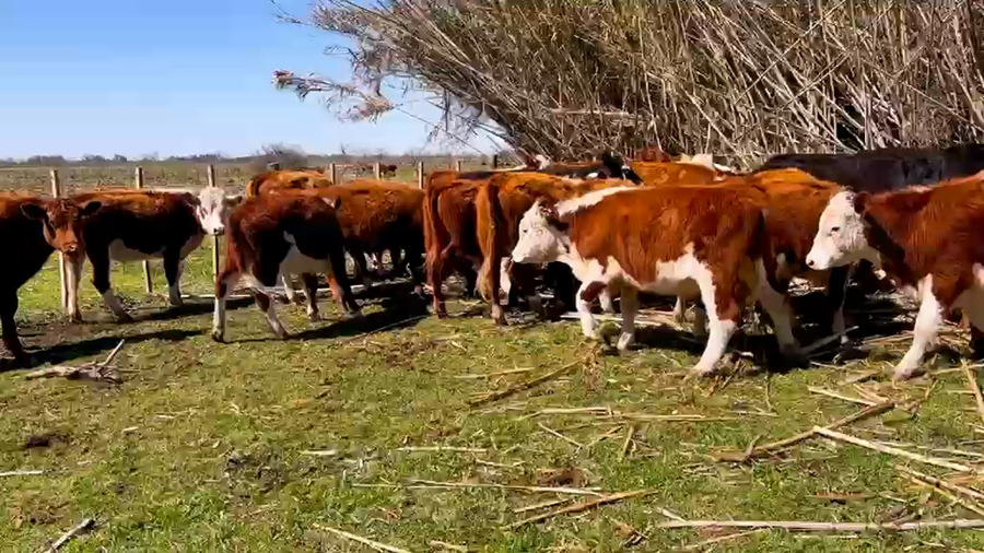 Lote 25 Novillitos
