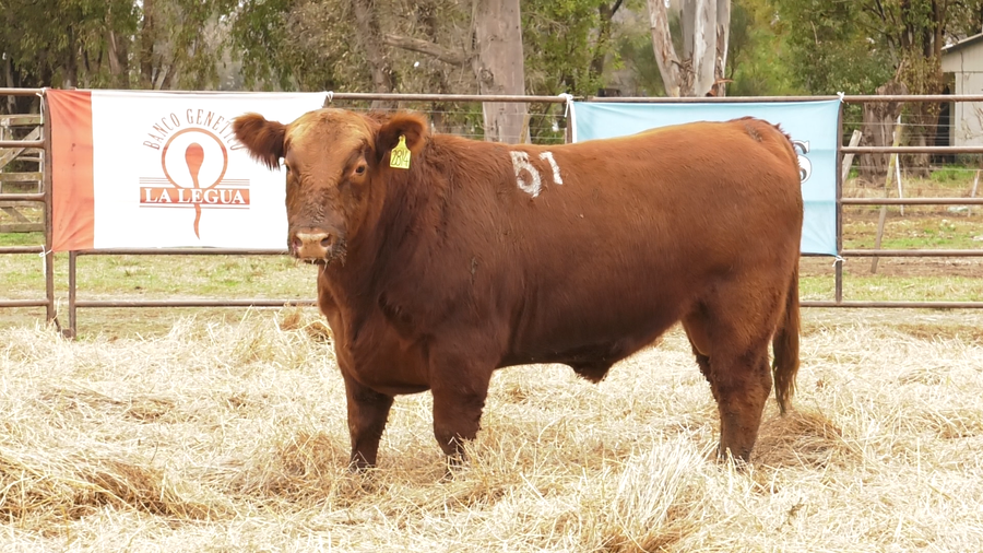 Lote TOROS ANGUS COLORADOS  PC