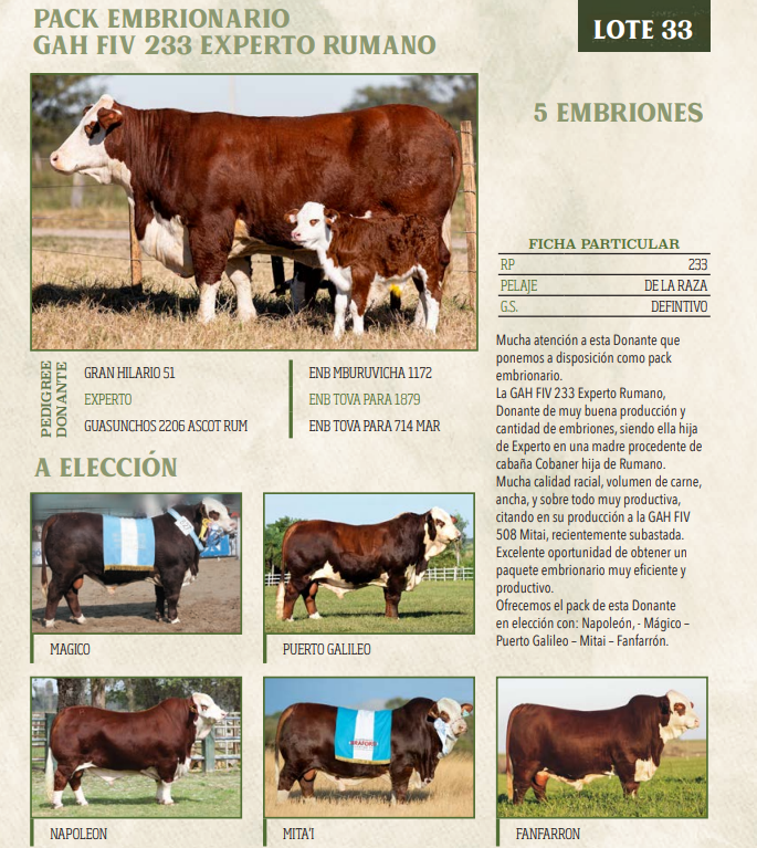 Lote LOTE 33