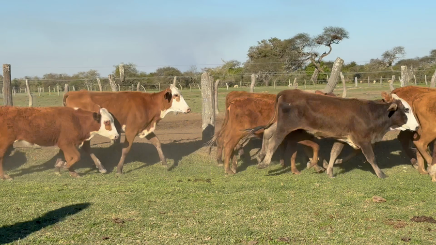 Lote 75 Terneras