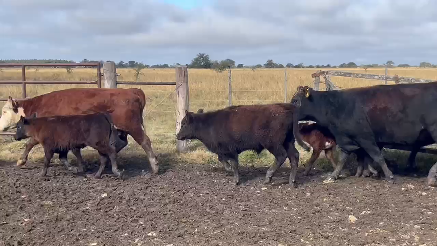 Lote 70 Vacas usadas preñadas en Corrientes, Curuzu Cuatia