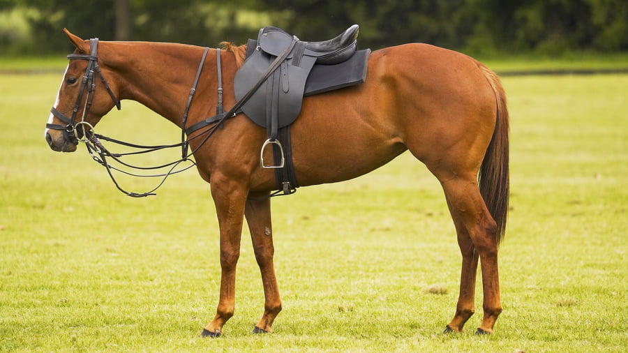 Lote ARROYO GRANDE SEVILLANA