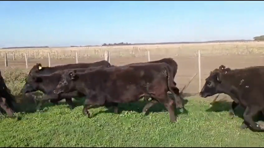 Lote 180 Vaquillonas preñadas