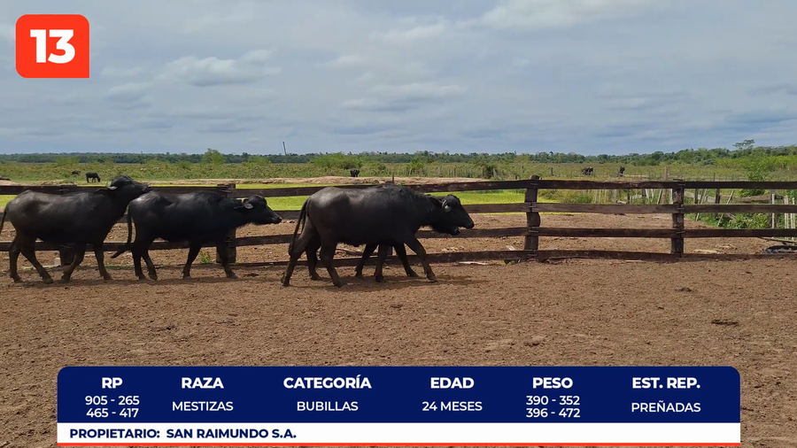 Lote LOTE 13