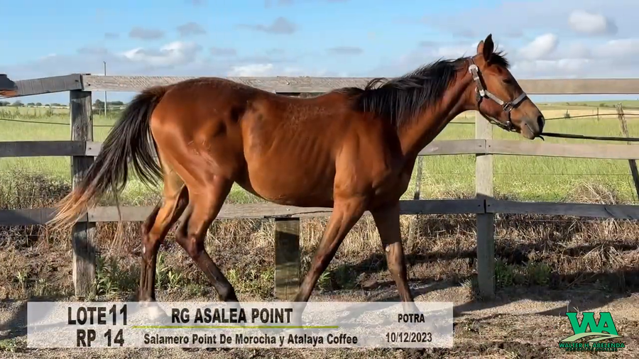 Lote RG ASALEA POINT