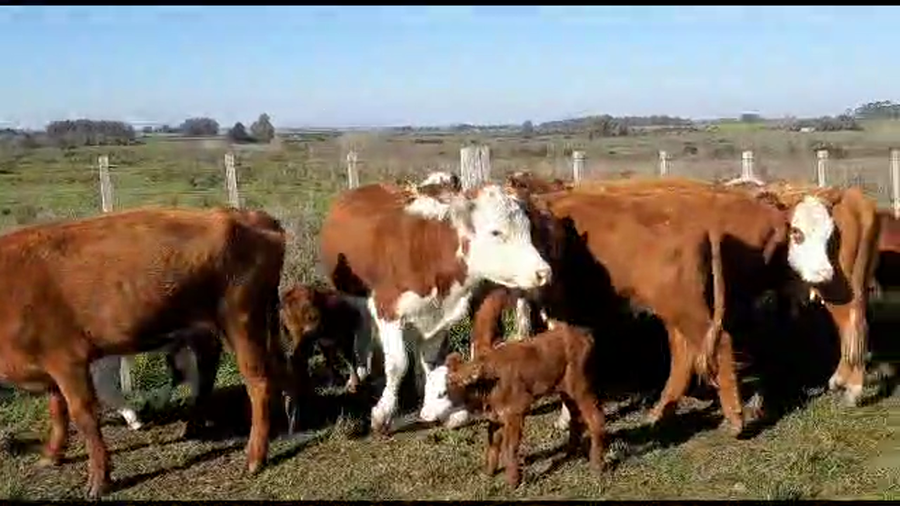 Lote 16 piezas de cria