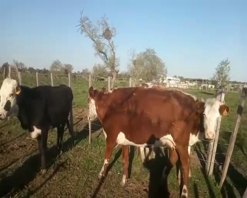 Lote 3 Vacas de Invernada a remate en Pantalla Aniversario 360kg - , San José