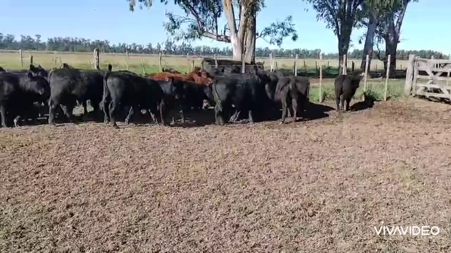 Lote 65 Terneros en Monte, Buenos Aires