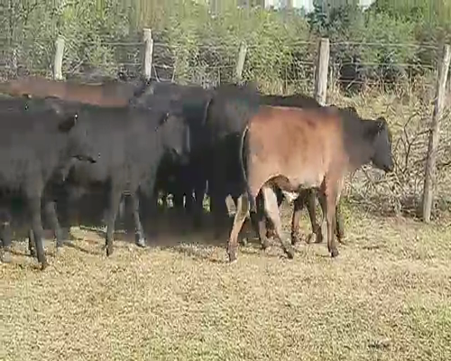 Lote 112 Novillitos en Quimilí, Santiago del Estero