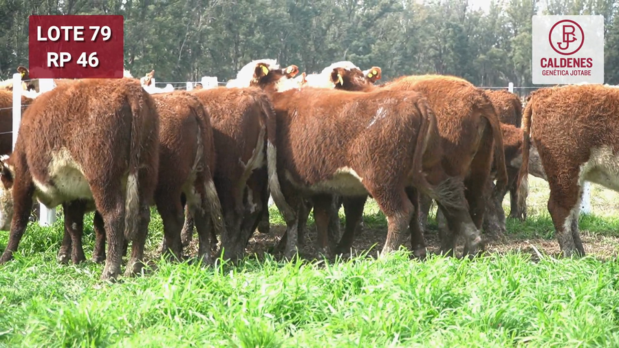 Lote VAQUILLONAS PR Y RG PREÑADAS PARICIÓN OTOÑO (INSEMINACION ARTIFICIAL)