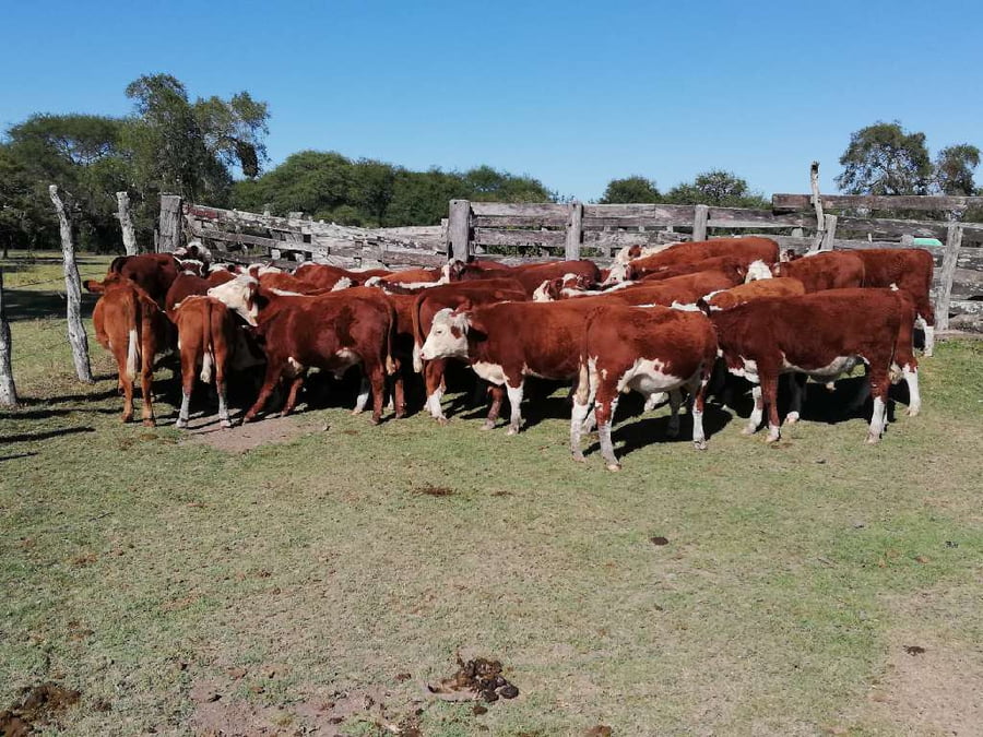 Lote 32 Terneros en Federal, Entre Ríos