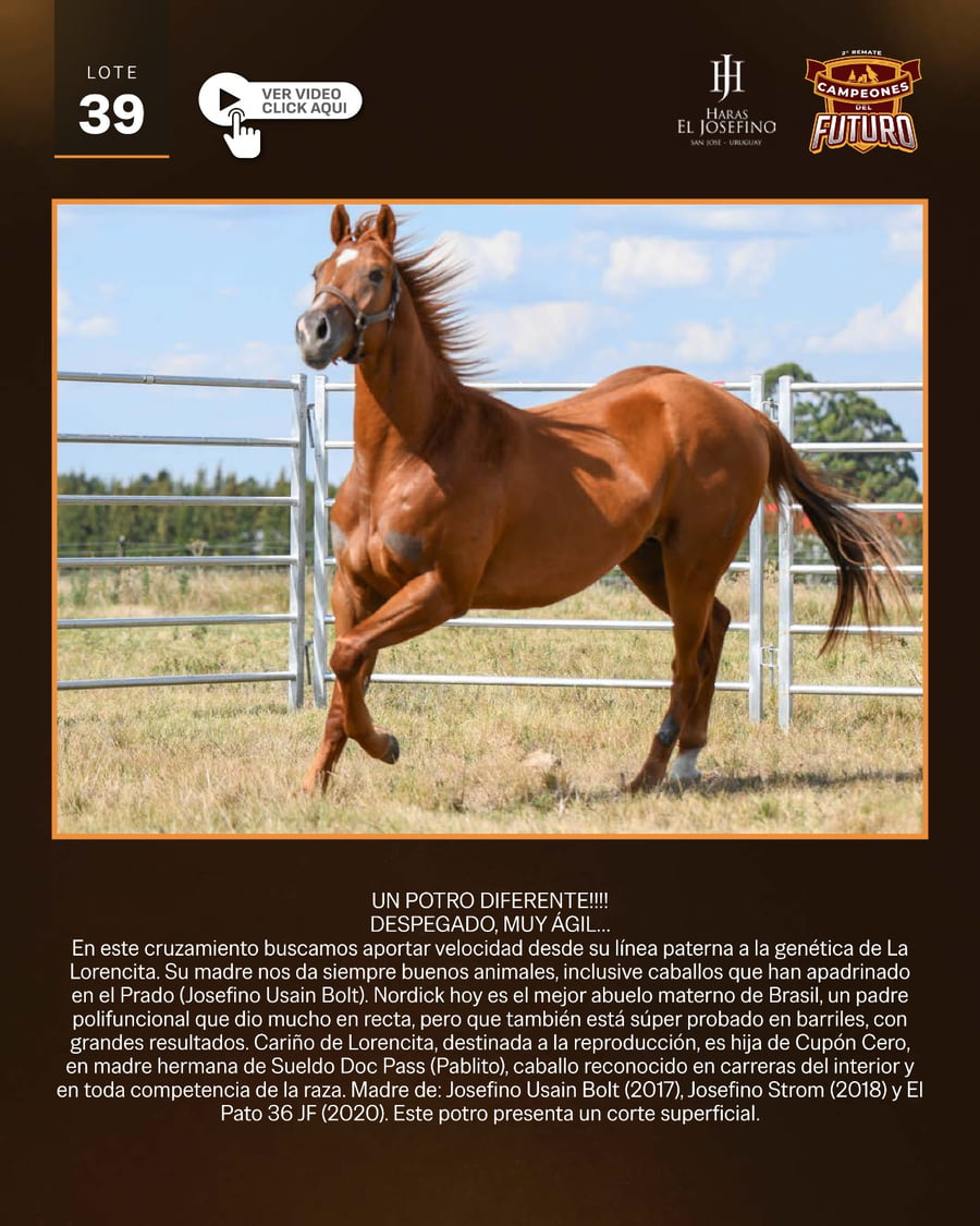 Lote JAPONES ONLY JF