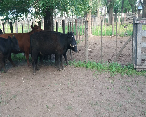 Lote 25 Vaquillonas en Gral. Lamadrid, Buenos Aires
