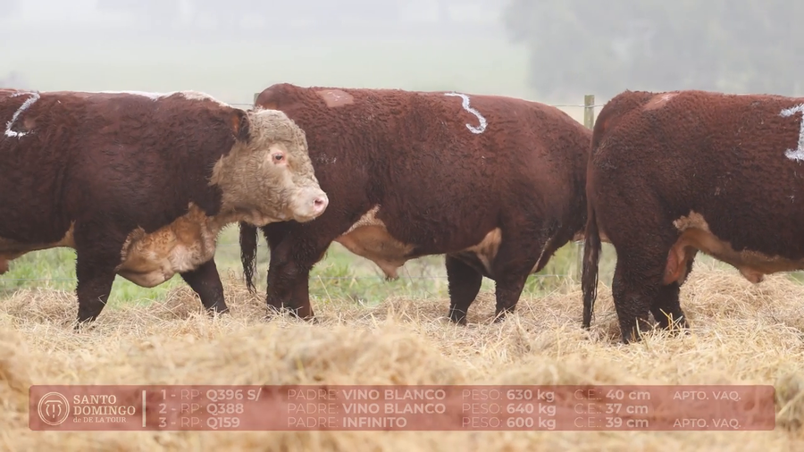 Lote ORDEN 19 TOROS DE LOTES