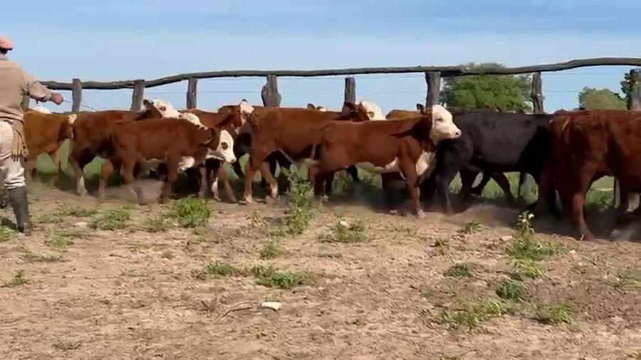 Lote 70 Terneros en Corrientes, Tabay