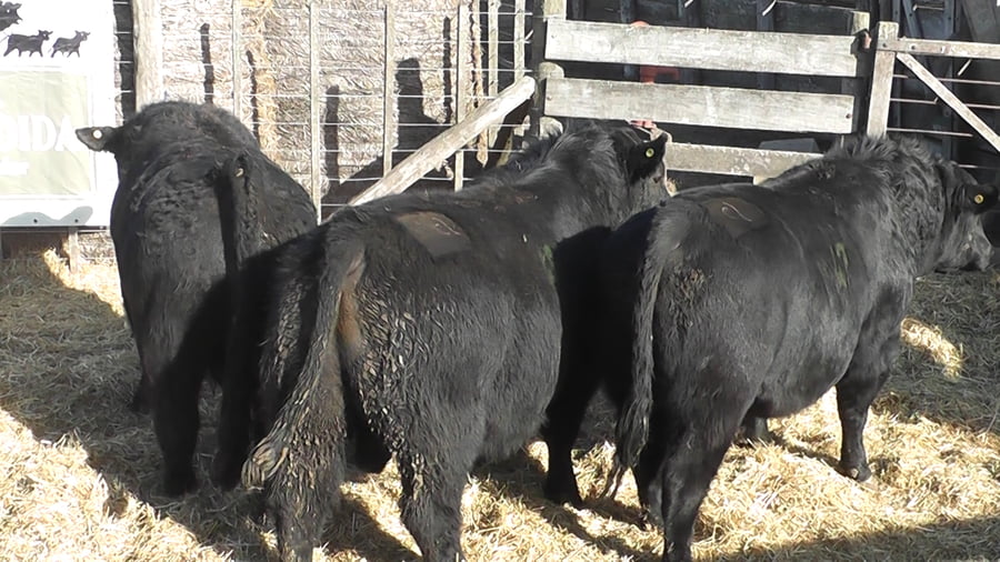 Lote 3 Toros a remate en Cabaña La Escondida de Zuberbühler, Buenos Aires
