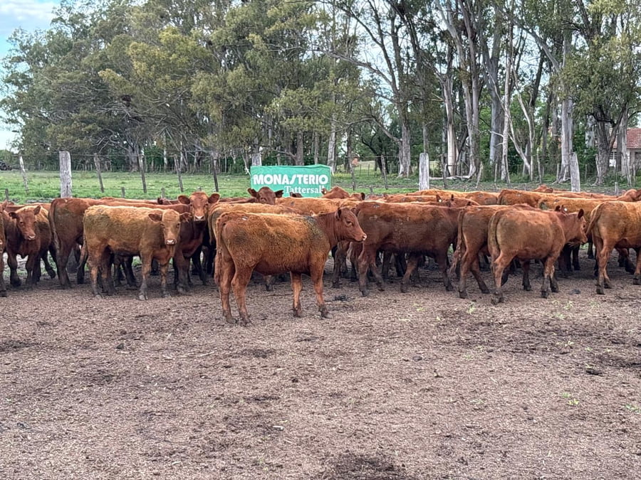 Lote 70 Terneros en Entre Ríos, Villaguay