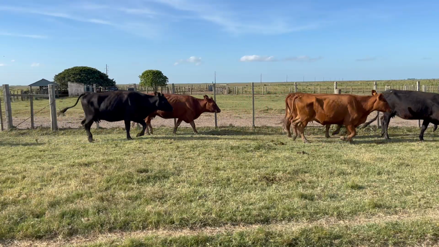 Lote 680 Piezas de cría en Costas de Ayala, Treinta y Tres