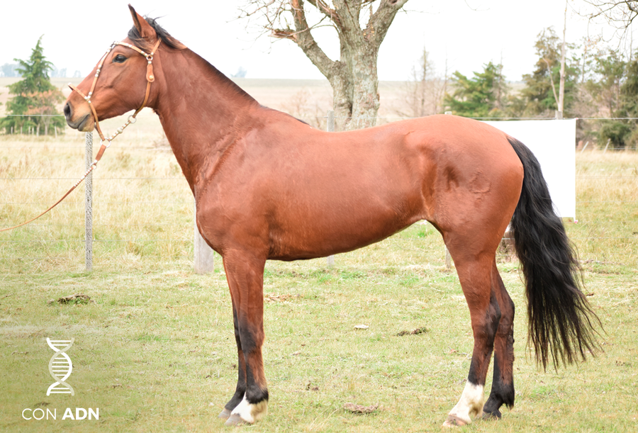 Lote INDIA SAN TELMO