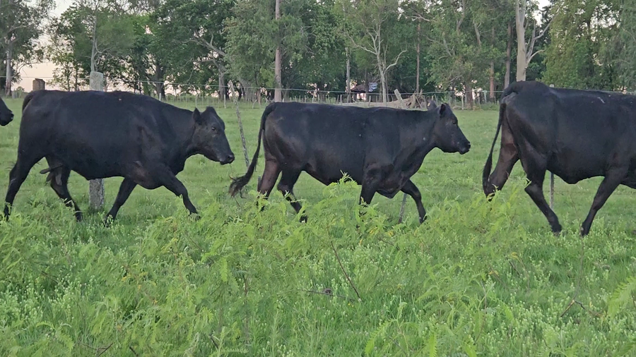 Lote 34 Vacas CUT preñadas