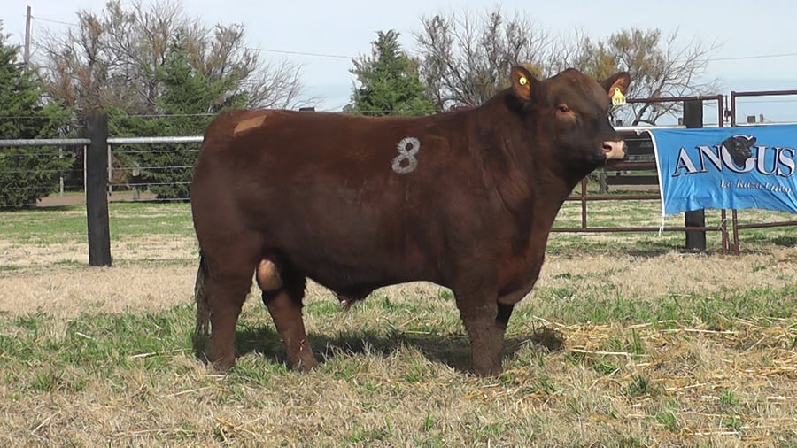 Lote TOROS ANGUS PC