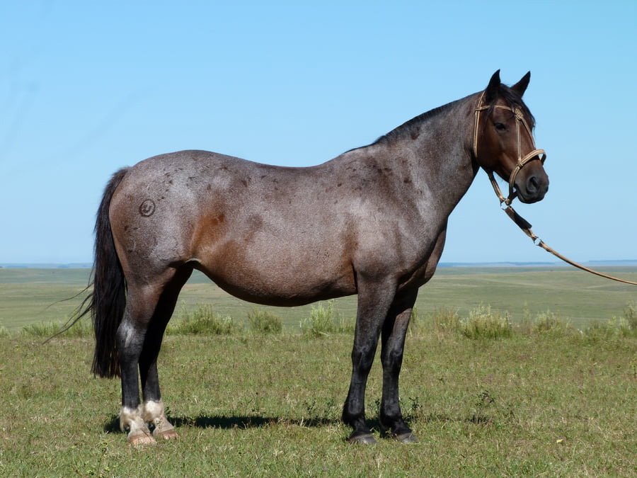 Lote Baronesa Salpay