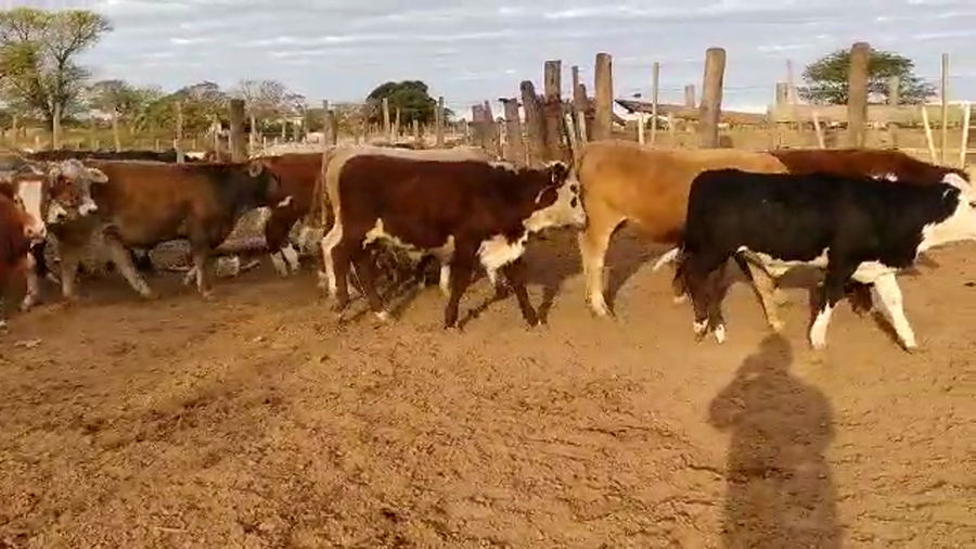 Lote 100 Terneros en Quimilí, Santiago del Estero