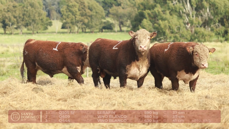 Lote ORDEN 27 TOROS DE LOTES