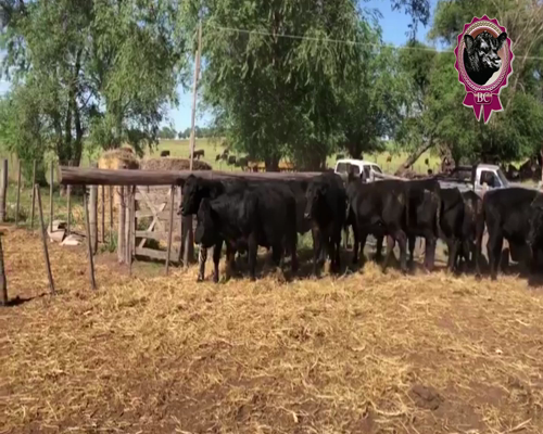 Lote 10 Novillitos de 350 Kg