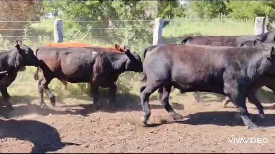 Lote 30 Terneros/as en Verónica, Buenos Aires