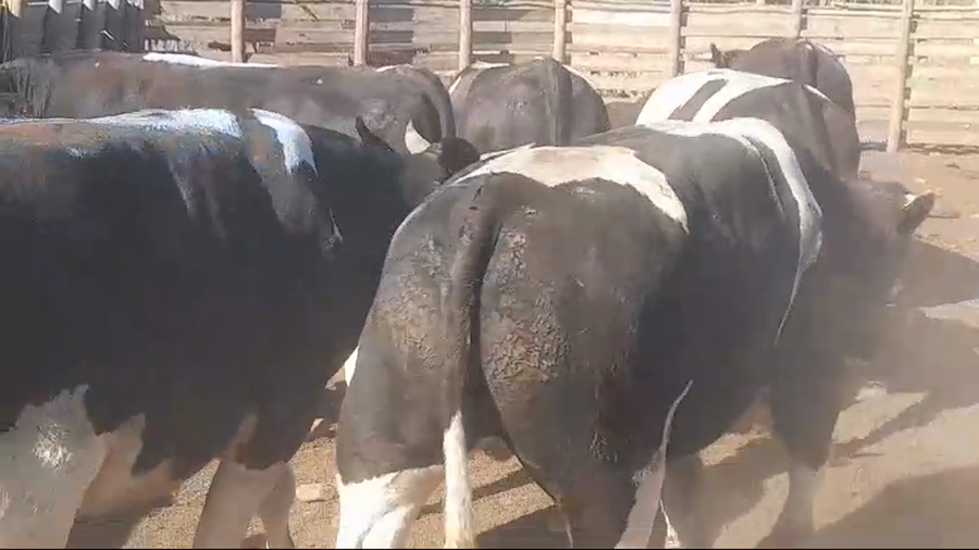 Lote 45 Novillo Gordo en Pelarco, VII  Región Maule