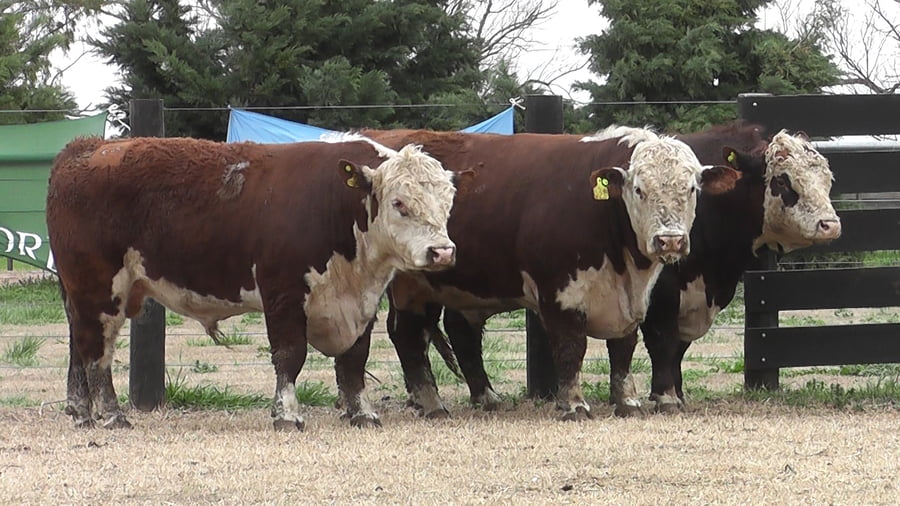 Lote TOROS P. HEREFORD PR