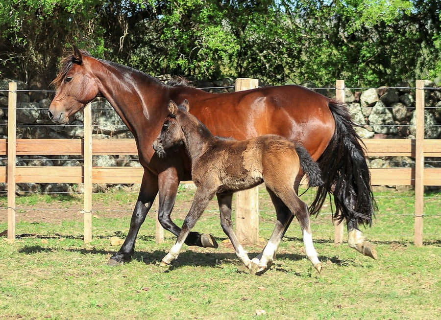 Lote CARDENAL GRANOLA