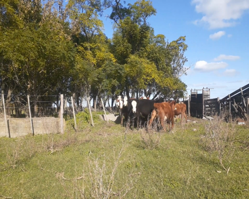 Lote Vaquillonas C.G.P. Cruza Britanica en Lujan, PBA.-