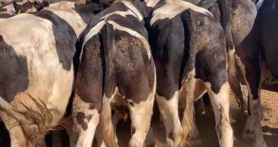 Lote 20 Novillo Gordo en Melipilla, Región Metropolitana