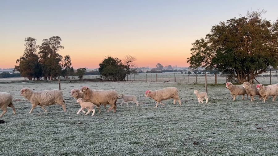 Lote PIEZA DE CRIA OVINAS