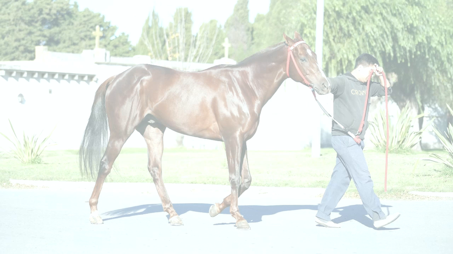 Lote AFORTUNADO GALAN (GALAN DE CINE -  GLUCKE)  GANADOR DE 3 CARRERAS ( 1 carrera Oficial y 2 Extraoficiales)