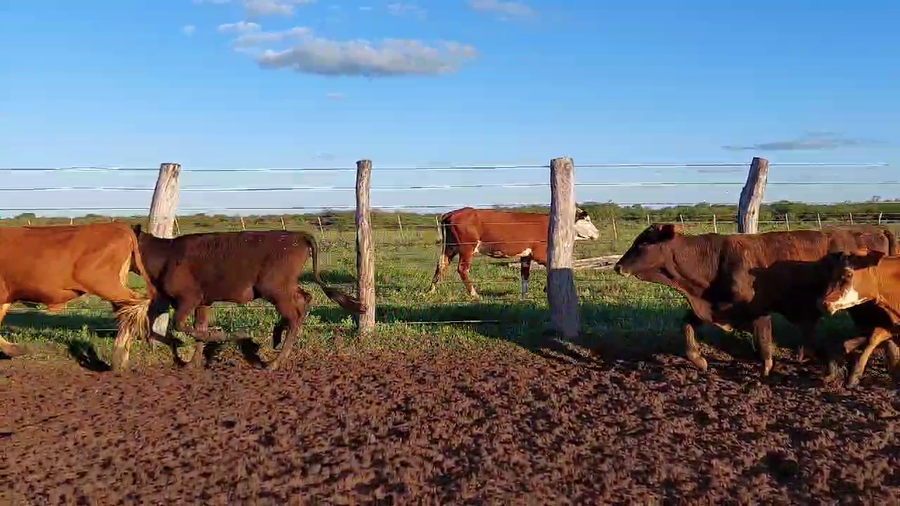 Lote 120 Terneros/as