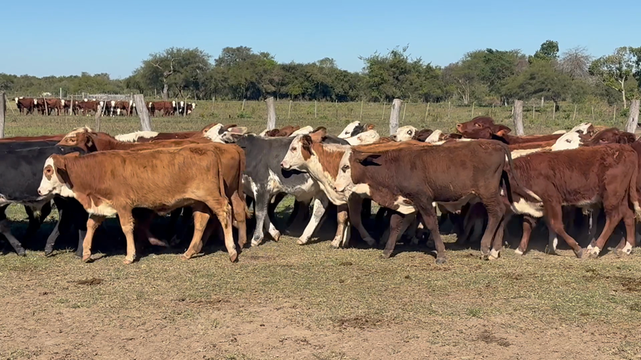 Lote 70 Terneros/as en Corrientes, Goya