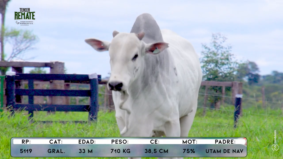 Lote Toros a remate en Tercer Remate Agroganadera Natalia, Concepción