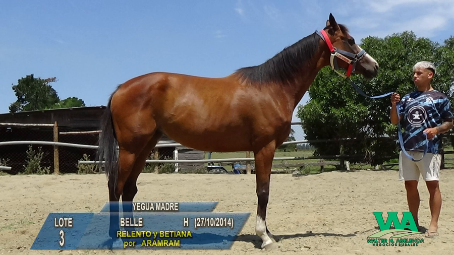 Lote BELLE