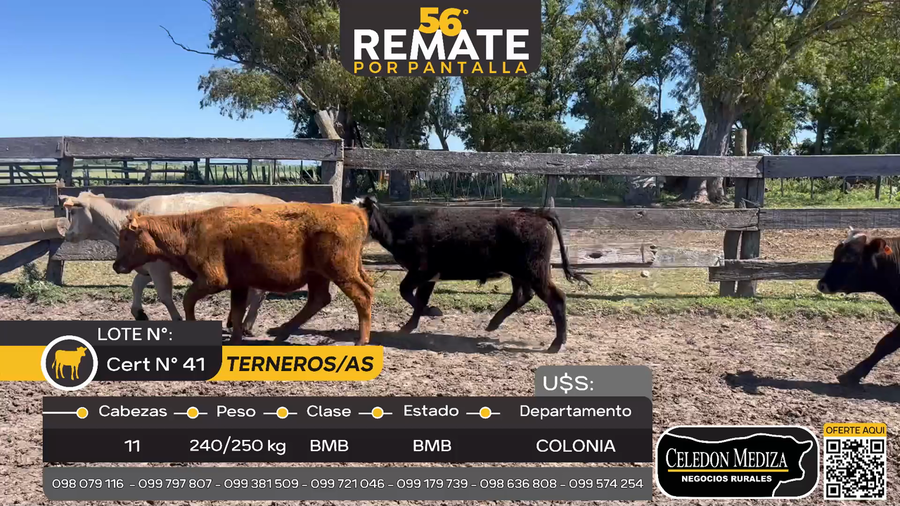 Lote 11 Terneros y Terneras en Campana, Colonia